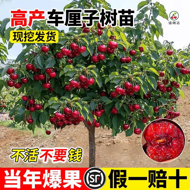 车厘子树苗正宗南北方种植四川耐寒嫁接苗特大号盆栽樱桃树苖大树