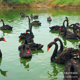 �������u�����Z���w �����^�p�����Z�����Xһ�� ���������w�r��