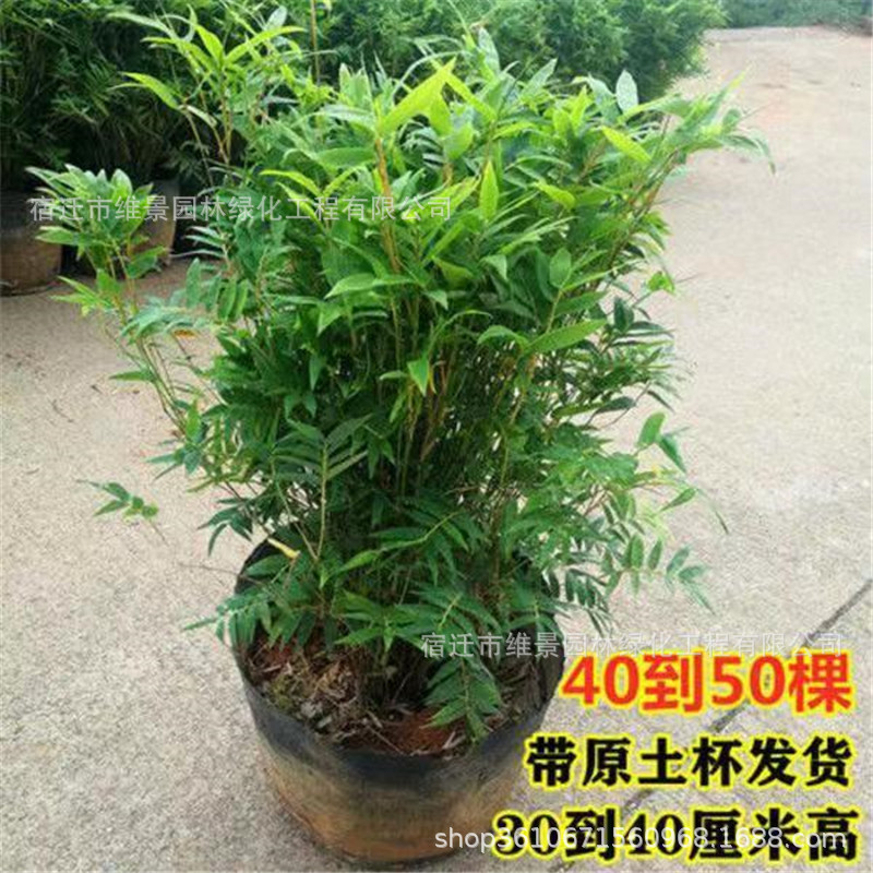 丛生竹子凤尾竹米竹室内盆栽庭院植物盆景室内阳台四季常青竹子苗-阿里巴巴