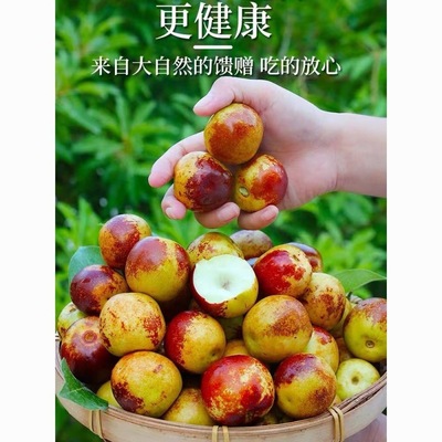 Jujube Shandong Binzhou Zhanhua 5 fruit fresh Season Full container Season Dates Country of Origin Direct selling