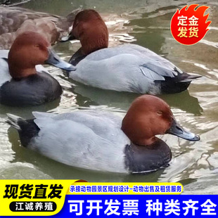 ���^�@���^�pˮ�ݰ��^��t�^�\�� �Bֳ�����ո��Nˮ���^�p��