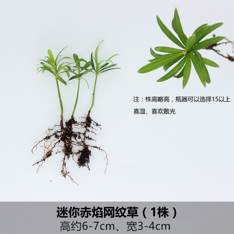 포한 파인 (3 계통)