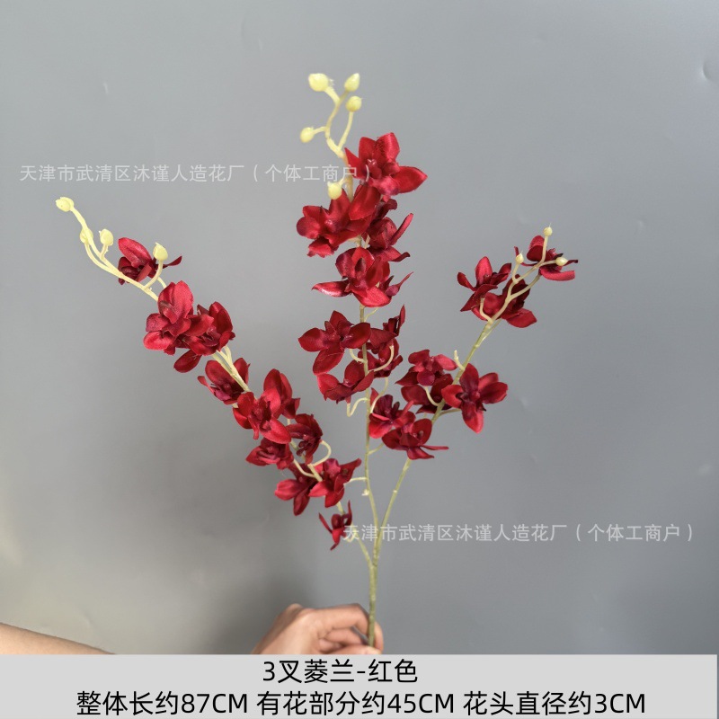 세 갈래의 마름모 난초