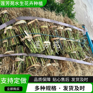 30- 150cm Reed Seedlings Wholesale Perennial Reed Seedlings Planting Origin Supply