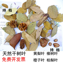 天然干树叶森系复古装饰 黄梨叶 柏梨叶 手工标本制作材料diy枯叶