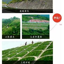 灌木种子紫穗槐刺槐猪屎豆多花木兰银合欢公路绿化护坡固土草种籽