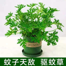 驱蚊草驱蚊植物室内防蚊香草驱蚊子绿植花卉香叶天竺葵盆栽地栽苗