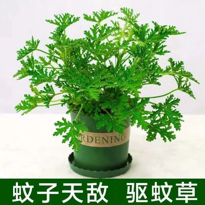 Mosquito Repellent Plant Indoor Anti-Mosquito Vanilla Repellent Mosquito Green Plant Flower Fragrant Leaf Geranium Potted Ground Seedlings