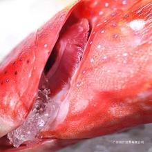 当天捕捞 新鲜东星斑海鲜水产鲜活石斑鱼低温冷冻燕尾斑包邮银鱼