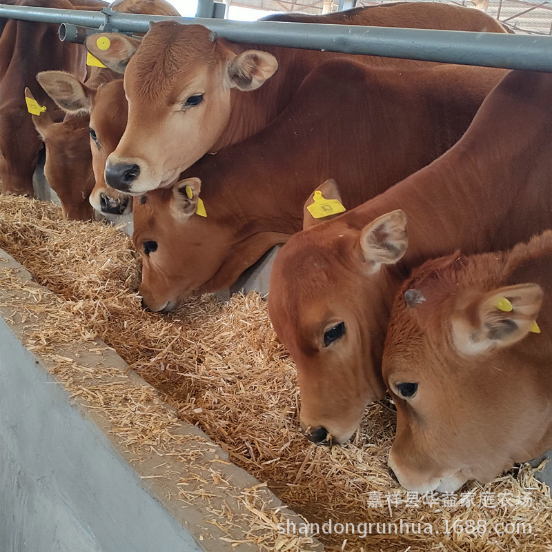 犊牛 鲁西黄牛小牛苗 杂交小肉牛犊 湖南怀化黄牛养殖场