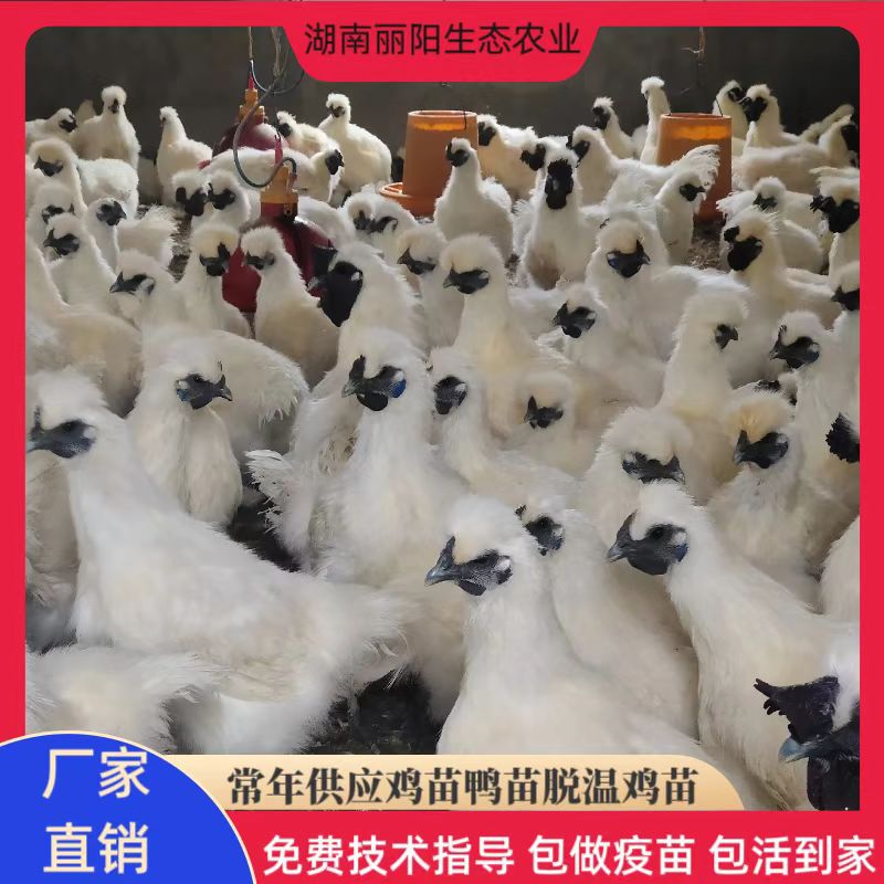 鸡苗批发白乌鸡苗白凤乌骨鸡竹丝鸡泰和乌鸡另有五黑乌绿壳蛋鸡苗
