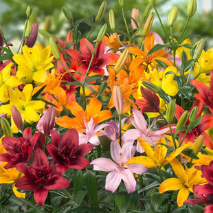 Asian Lily Seed Bulb Garden 3 Imported Lily Bulbs La Dwarf Multi-Flower Garden Lily Potted Plant