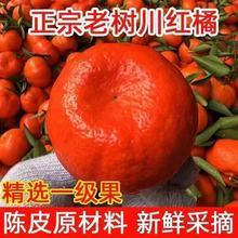 现摘现发四川古红橘红桔小桔子陈皮原料薄皮桔子有籽新鲜柑桔水果