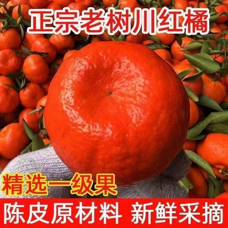 现摘现发四川古红橘红桔小桔子陈皮原料薄皮桔子有籽新鲜柑桔水果