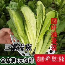 �A�~�����˷N�Ӵ����ļ����N�������N���r�Ҳˈ@�̨�����߲˷N��