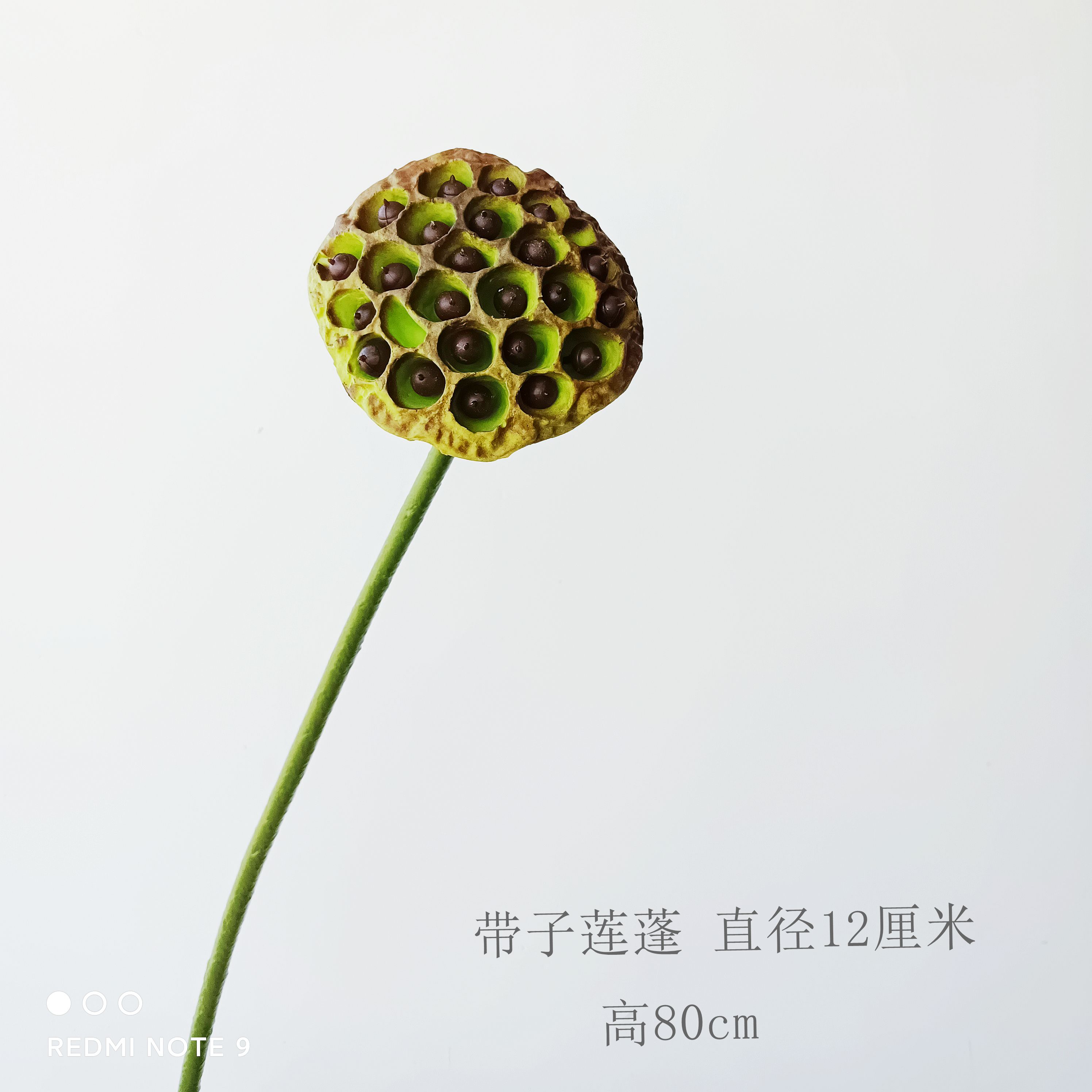 가을 연꽃