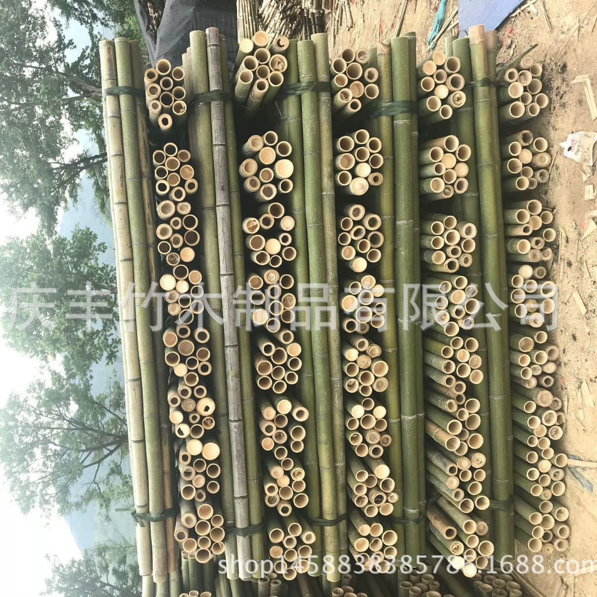 Оптовая продажа различных спецификаций антипесчаных саженцев