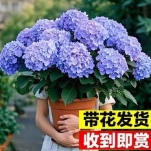 绣球花苗盆栽室内外花卉鲜花植物带花大苗无尽夏阳台庭院好养易活