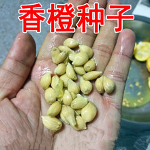 销售新采枸橘种子枳壳种子枸桔红橘柑橘香橙红桔籽篱笆砧木树种子