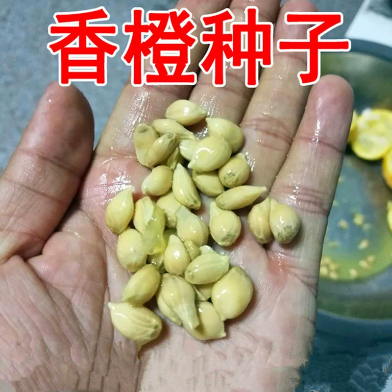 Продажи недавно собранных лайчи оранжевый семена Fructus Aurantii семена лайчи оранжевый семена забор подвоя семена дерева