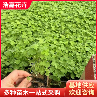 Large-Flowered Delphinium Potted Seedlings, Garden Greening Seedlings, Perennial Root Florals, Large-Flowered Delphinium Seedlings