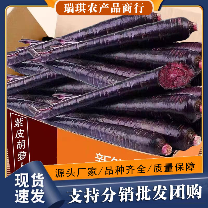 Directly Shipped from the Place of Origin, Freshly Dug Purple Carrots with Purple Skin and Purple Flesh, Crisp and Juicy, Can Be Eaten Raw or Used in Cold Dishes, Available for Dropshipping