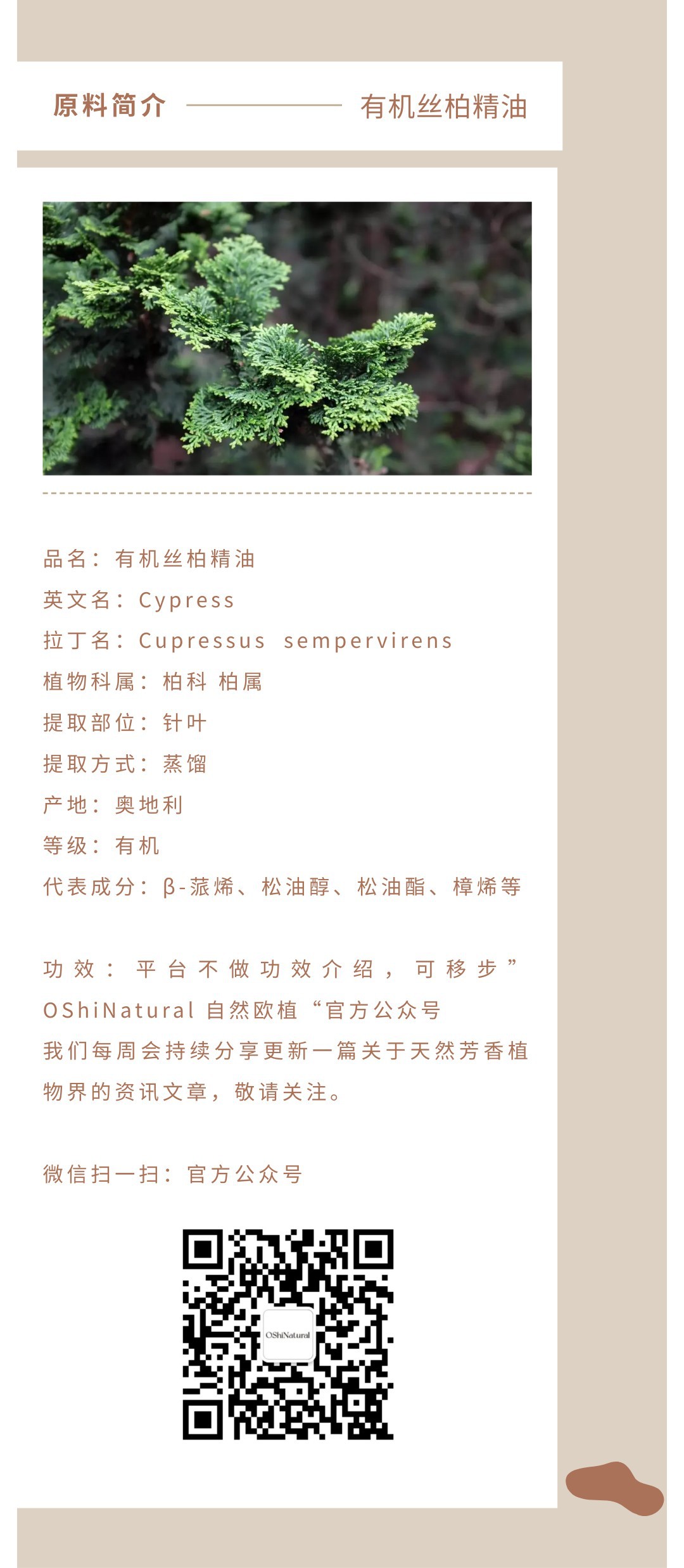 奥地利丨有机丝柏精油 地中海柏木天然单方精油芳香护肤调香原料-阿里巴巴