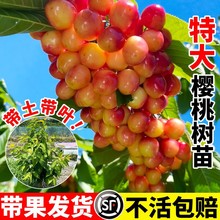 �ش���Ҙ��箔��Y���t�����AС�����Ҙ��m�����ϱ����ļ��ɷN