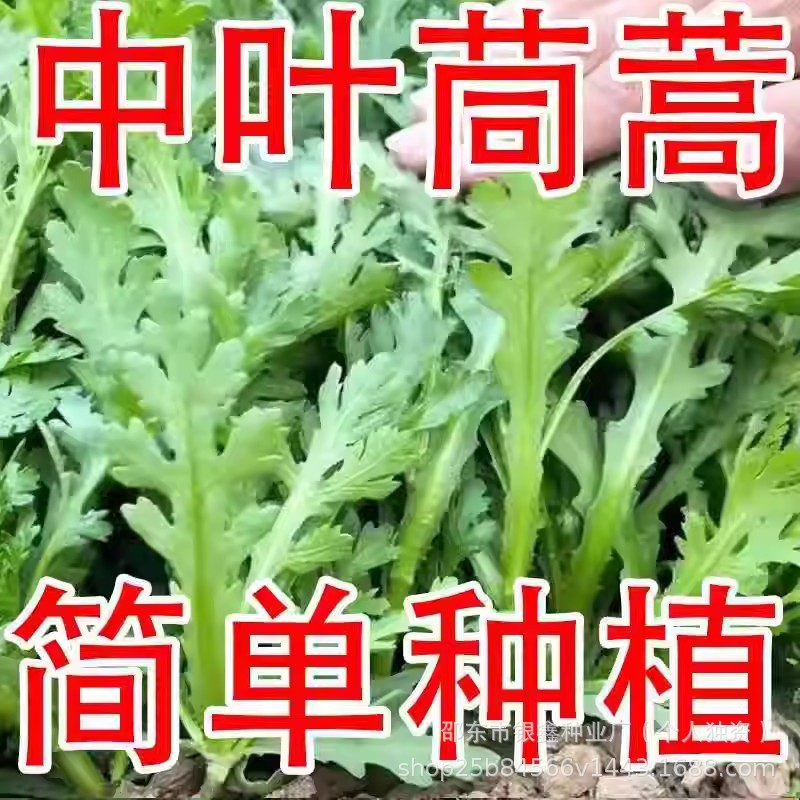 皇帝菜中叶茼蒿种子青菜种籽春菊菜种茼蒿菜种籽原装四季种子大全