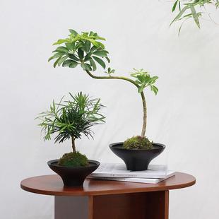 �������L ̦�\��ֲ���������_ľ��ʽˮ�B��������������B�Gֲ