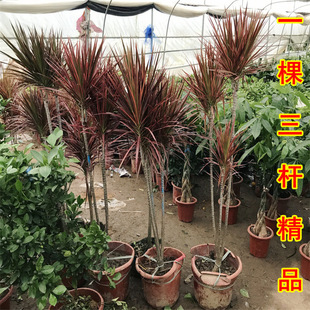 ǧ��ľ�Ϙ����^�߲��F�҃����k���������Rβ�F�Gֲ��Ѫ���������