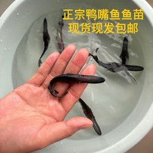 鸭嘴鱼苗匙吻鲟鱼苗观赏鱼冷水鱼特种淡水鱼人工养殖鱼名贵食用鱼