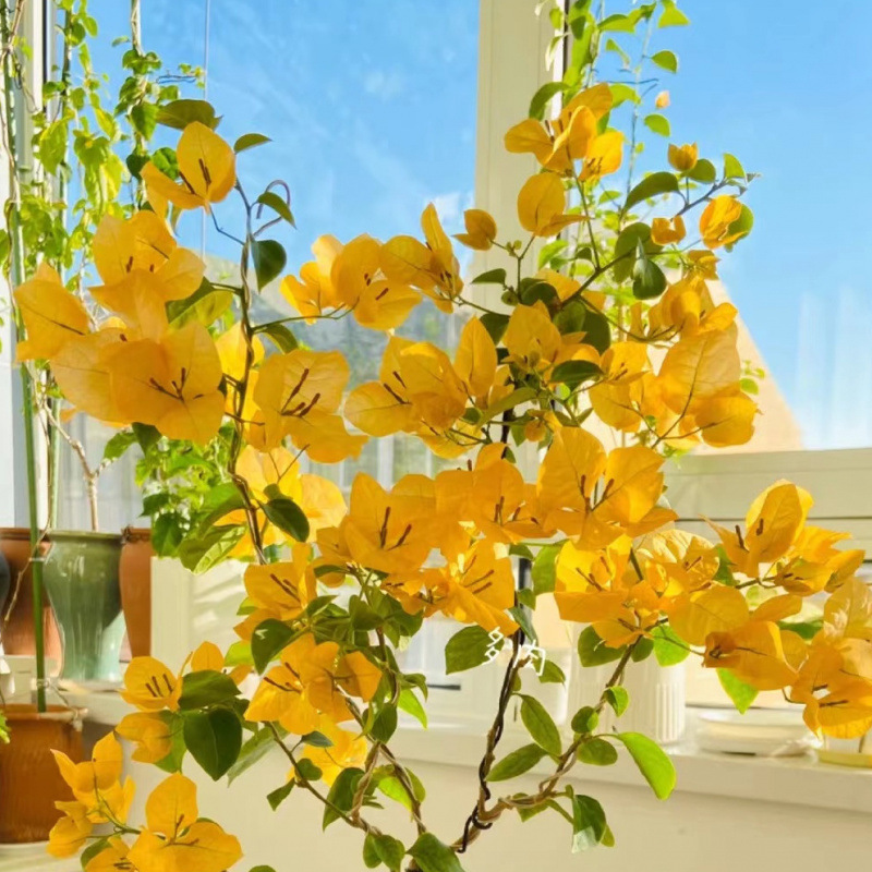 [신상품 핫세일] 드롭 골드(페어링 버전 포함)