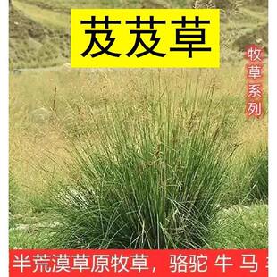 ܸܸ�ݷN�� ܸܸ�� ���ݷN�ѷe�C��ϯݽ�ݷN���ͺ����L��ɳ���}�|