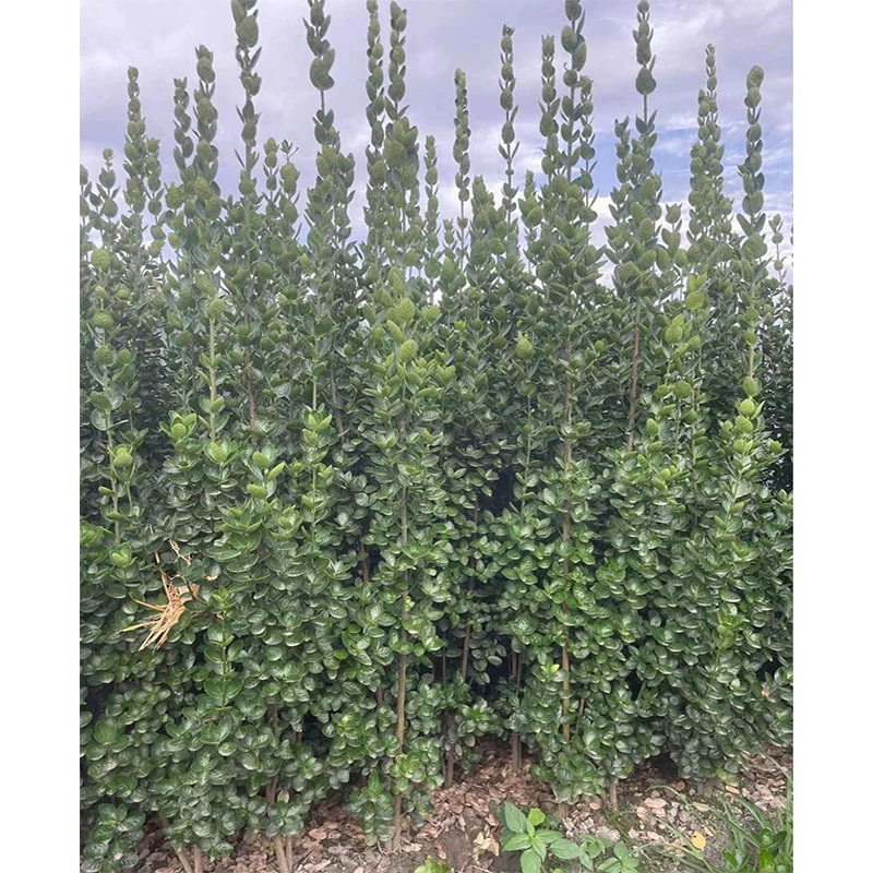 Хоккайдо самшитовая изгородь Япония Холли Япония Самшит Сычуань Ландшафтный проект озеленение саженцев цветов и деревьев