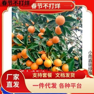 一件代发金桔树树苗广西脆皮果树盆栽无籽橘子果苗四季脆蜜砂糖橘
