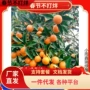 广西四季无籽盆栽果苗