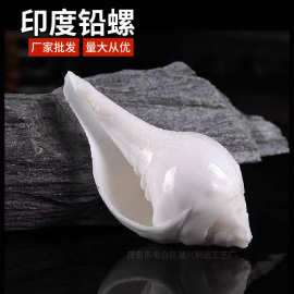 天然白海螺贝壳印度铅螺鱼缸造景装饰家居收藏摆件送人礼物工艺品