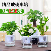 栀子花盆栽玻璃水培植物发财树文竹黄金葛富贵竹室内净化空气绿植