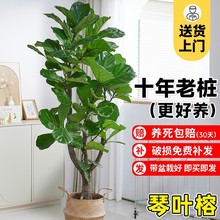 大琴叶榕客厅绿植室内大型老桩大叶盆栽植物四季开业乔迁活动盆景