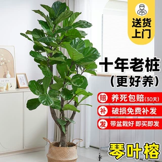 大琴叶榕客厅绿植室内大型老桩大叶盆栽植物四季开业乔迁活动盆景