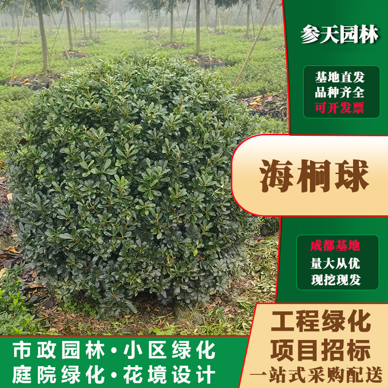 海桐球批发高度冠幅100~180公分可选海桐球形基地工程绿化草花
