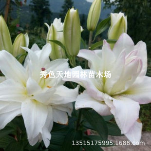Snowboard Perfume Lily Bulbs Imported Double-Petaled Buds Blooming in All Seasons Garden Potted Perennial Green Plants