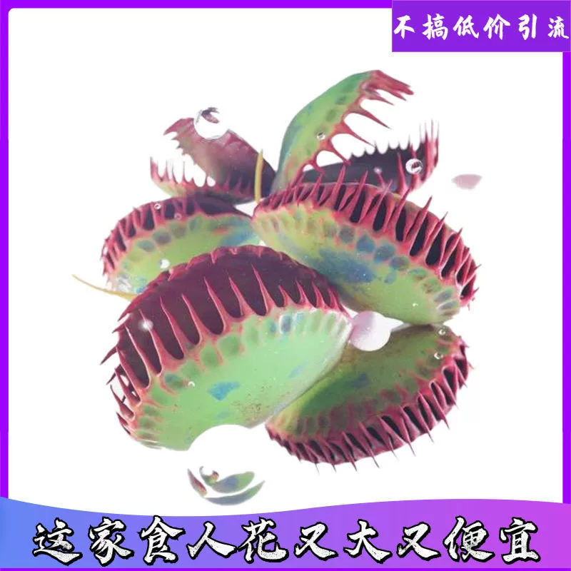 Ловушка для мух, Ловушка для мух Венеры, хищное растение, большое зеленое растение, растение-кувшинка, ловящее комаров, ловушка для мух, растение-ловушка для мух, комнатное хищное растение