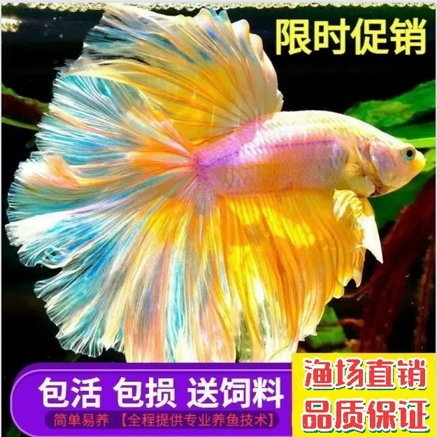 泰国进口热带鱼斗鱼狮王将军马尾淡水活体观赏金鱼好养耐活包邮