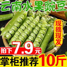 现货云南新鲜当季水果豌豆荚新鲜时令蔬菜带壳青豆荷兰豆甜豆角