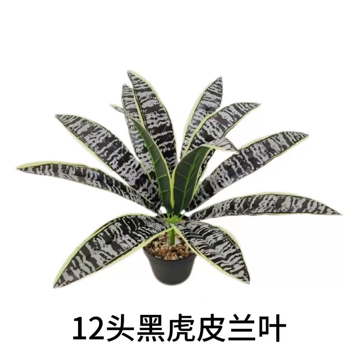 블랙 타이거 오키드 12개(화분은 포함되지 않음)