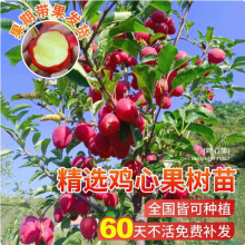 嫁接冰糖心苹果苗盆栽矮化苹果树苗室内北南方种植地栽当年结果树