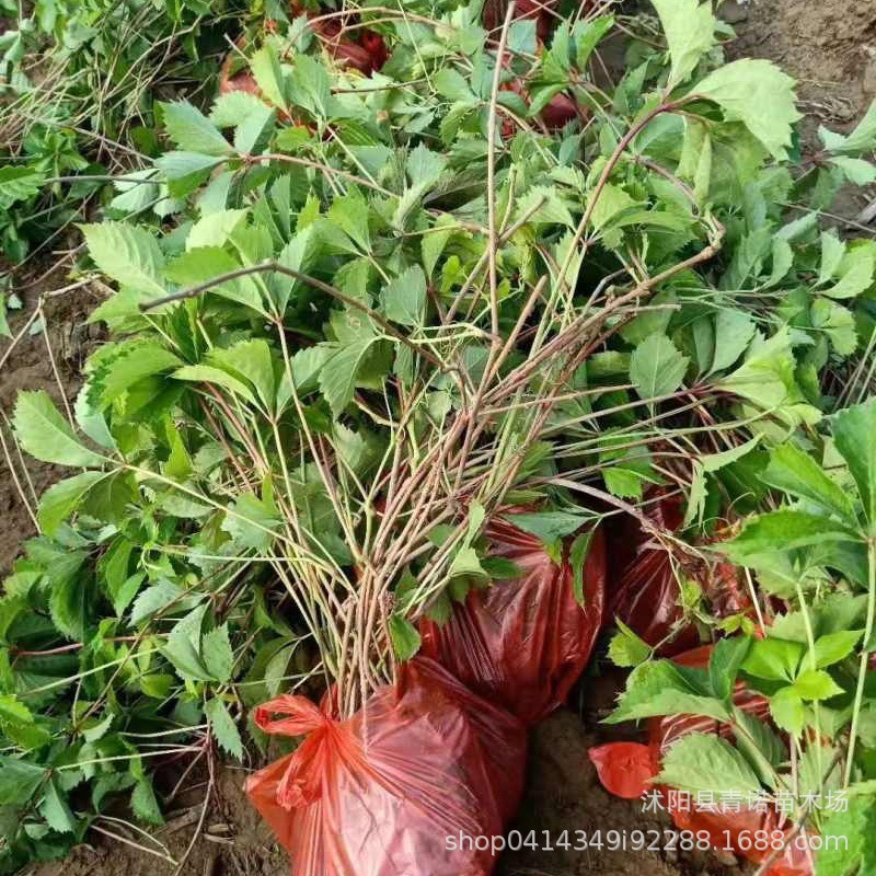 批发处理 五叶地锦 爬山虎 爬藤植物 耐性强喜荫 耐寒耐旱