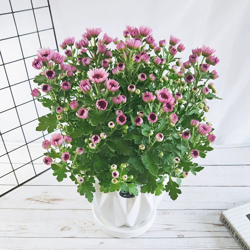 Хризантема с несколькими головками в горшке Крытый балкон Двор Четыре сезона Хорошее цветочное растение Ромашка Тысяча голов хризантемы Рассада с бутоном цветка